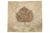 Fossil Sycamore Leaf (Platanus) - Nebraska #262736-1